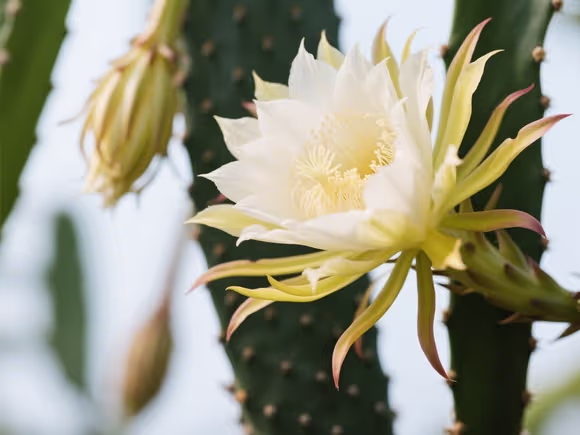 昙花是仙人掌花吗