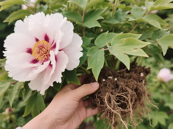 牡丹花苗那里有卖