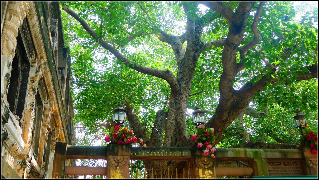 菩提树下的低语，藏着尘世未说尽的温柔