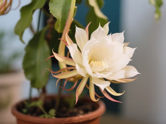 昙花能养在家里吗