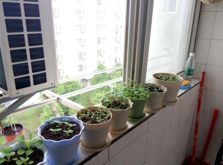 阳台的薄荷与街角的修鞋摊