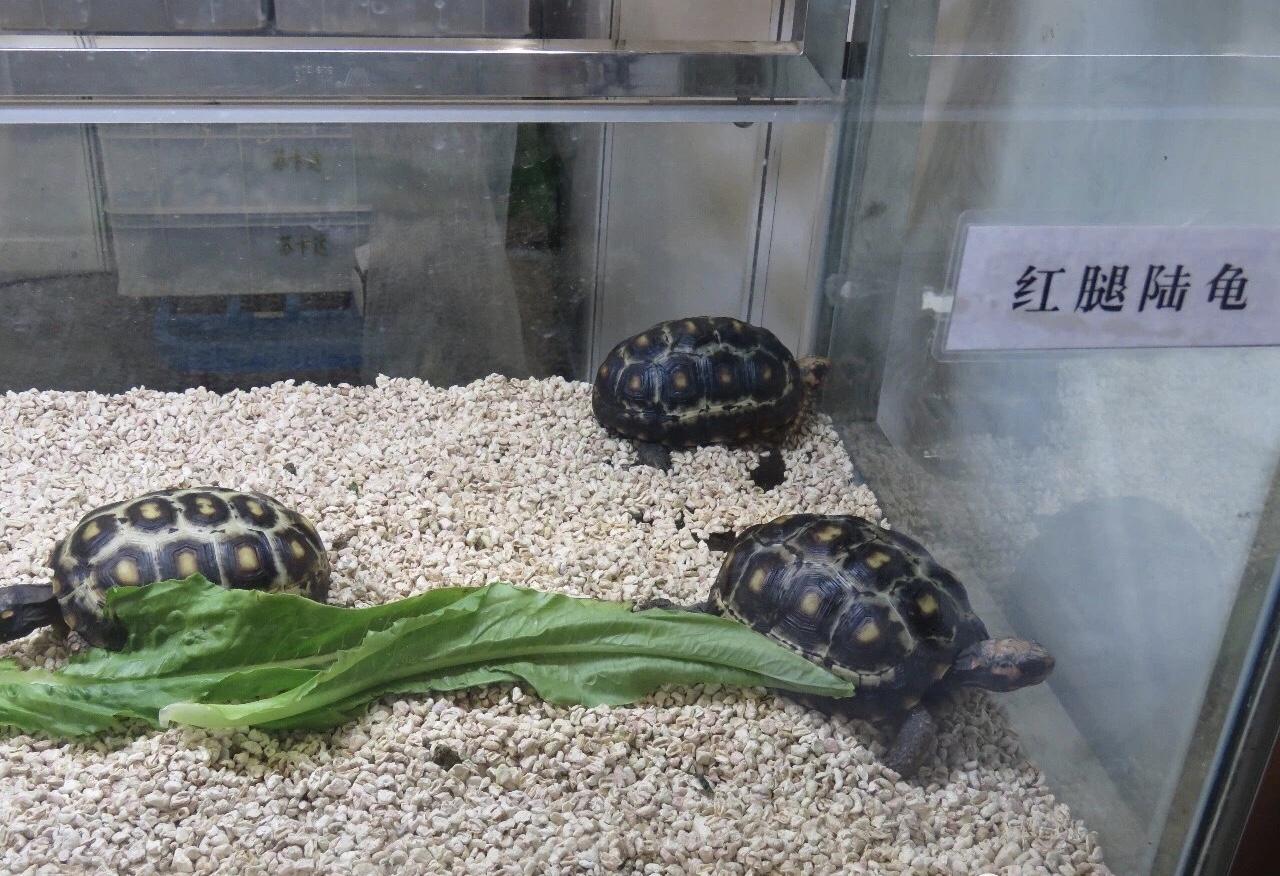 爬宠热的冷思考：当异宠成为生活新符号