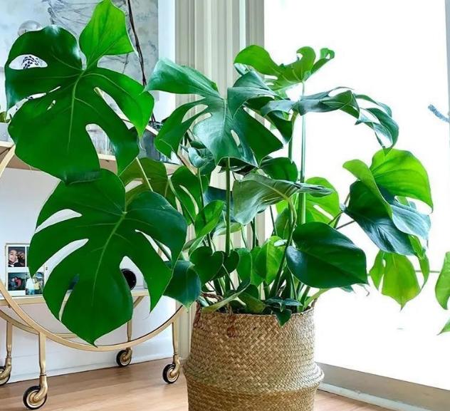 窗台上的盆栽，藏着整个四季的秘密