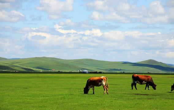 草原与圈舍间流动的生命韵律