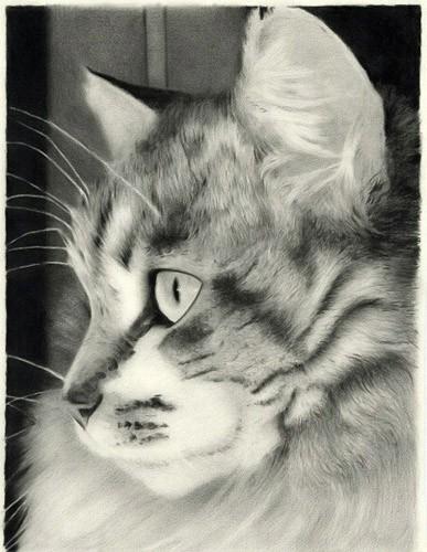 铅笔尖上的世界：素描艺术的万千姿态