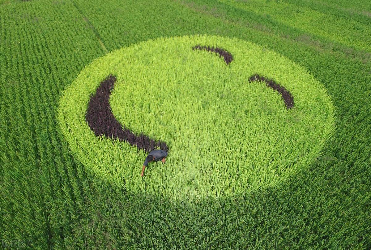 泥土里的智慧：农业如何串联过去与未来