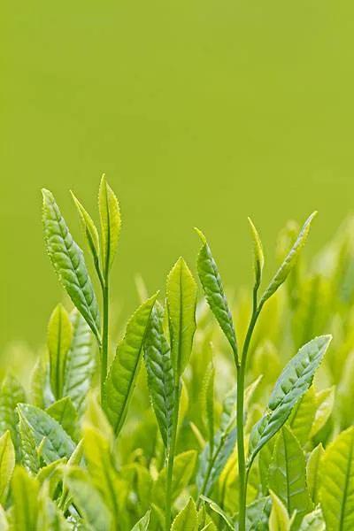 杯盏里的春天：说不尽的绿茶故事