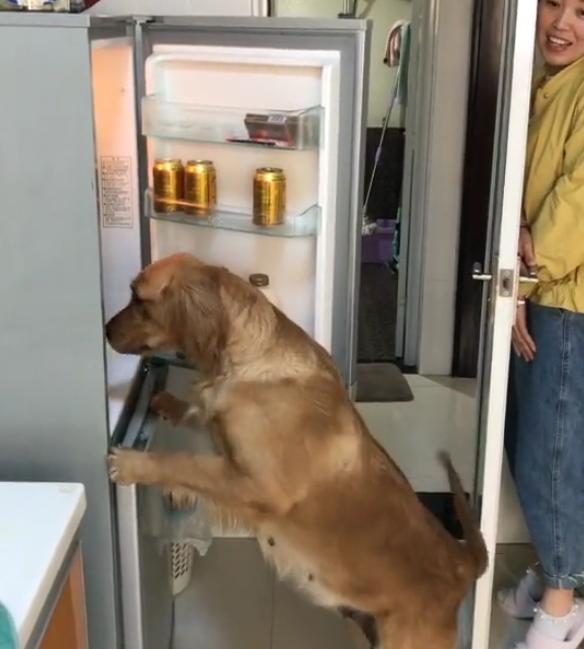 那些年被宠物支配的哭笑不得