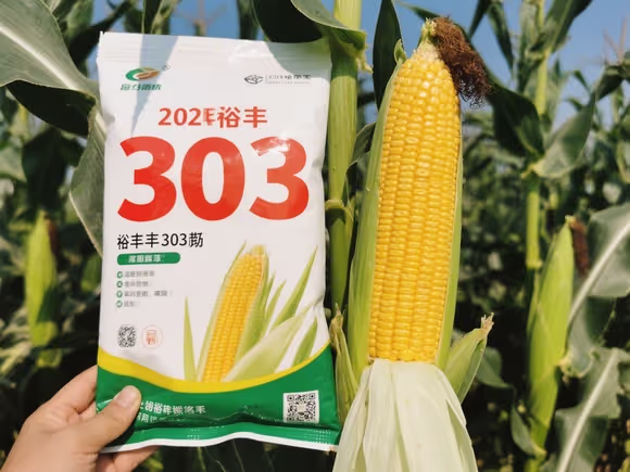 裕丰303玉米种