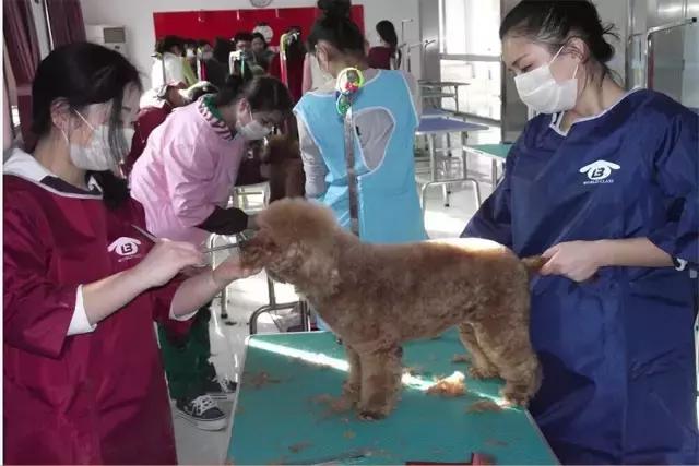 宠物美容师：给毛孩子当造型师的那些事儿