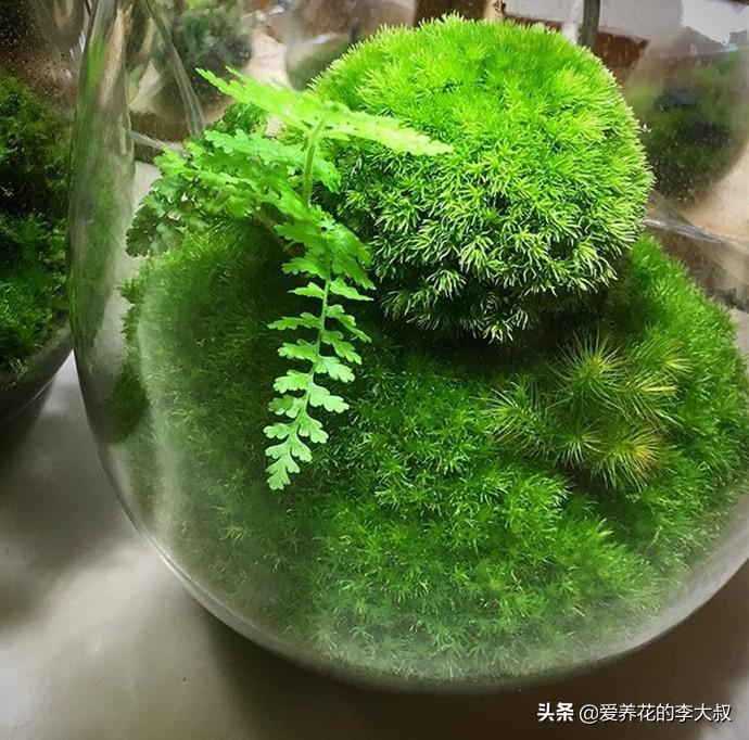 苔痕深处的微观世界:那些被忽略的自然密码