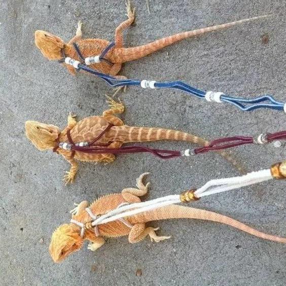 爬宠:游走于另类与日常之间的独特伙伴