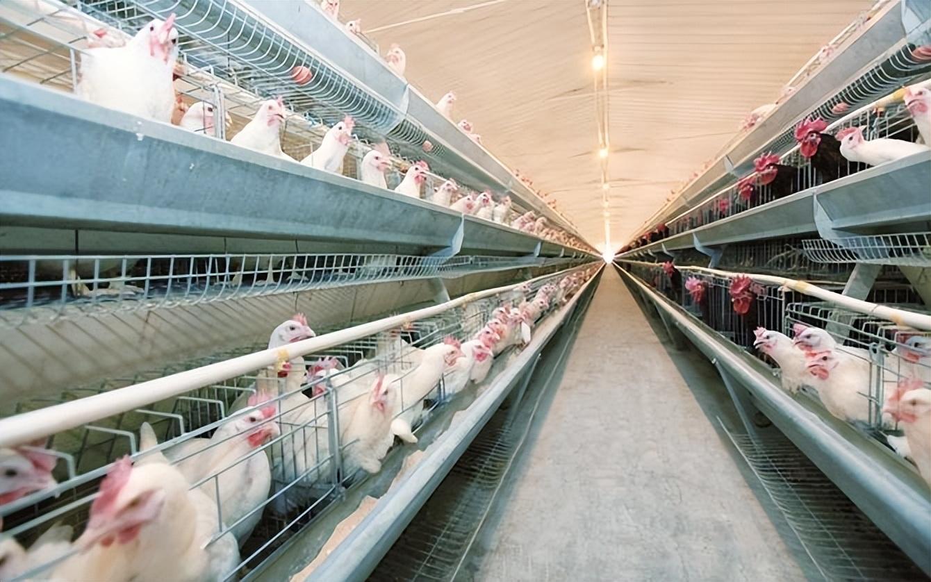 畜牧行业里的那些新道道