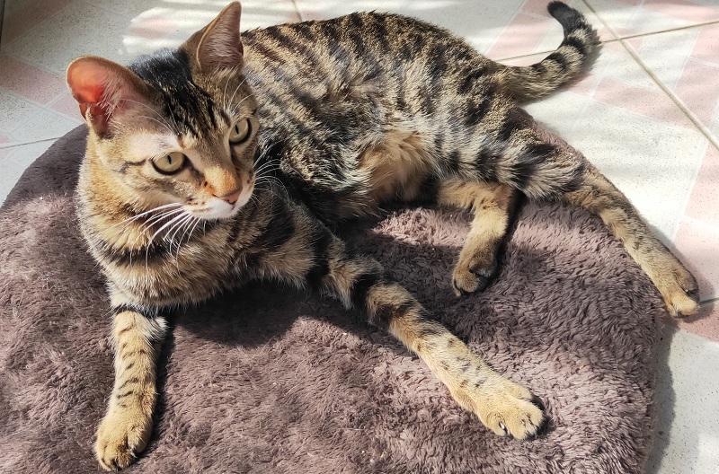 我家猫主子的统治艺术