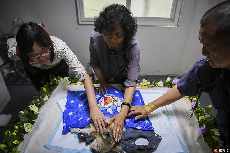 宠物殡葬：一场与毛孩子的温柔告别