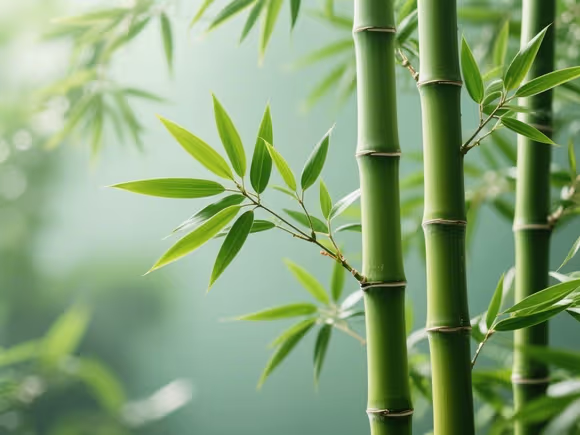 翠竹的寓意和象征