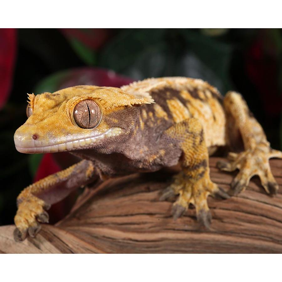 当守宫爬上指尖：那些被鳞片包裹的温柔