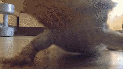 鳞爪之间的生命力：探秘爬宠世界的独特魅力