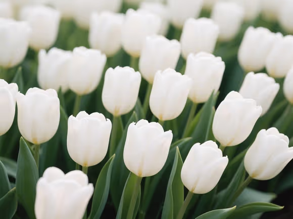 纯白色郁金香花语