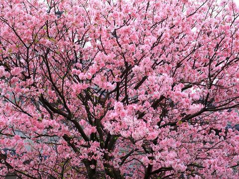 喷嚏里的小麻烦：那些和过敏纠缠的日子