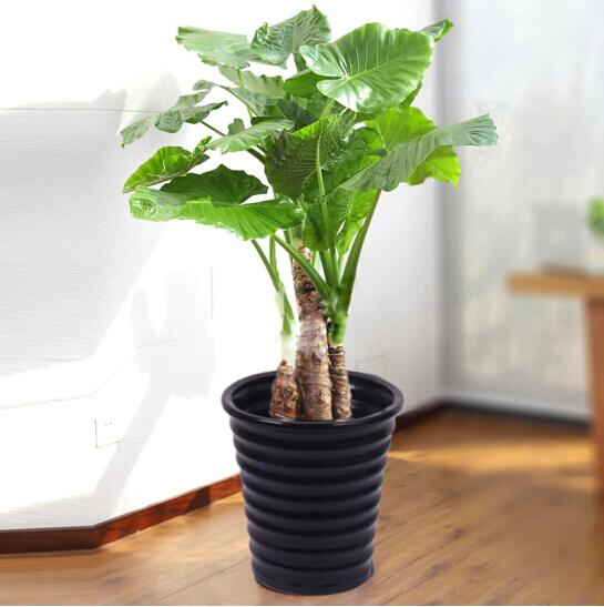 窗台上的小世界：盆栽里藏着的自然密码