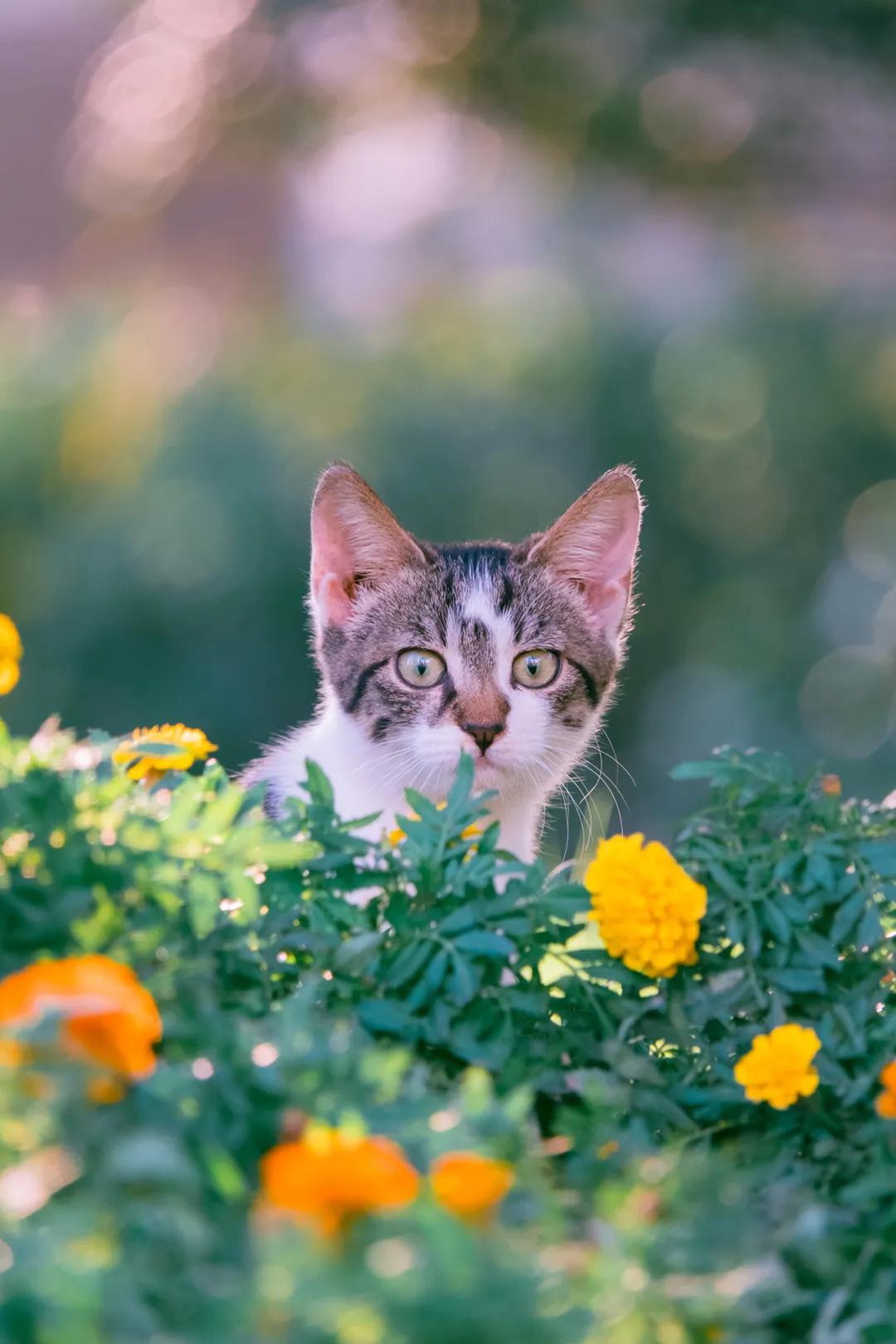 毛孩子用尾巴摇出的生活诗篇