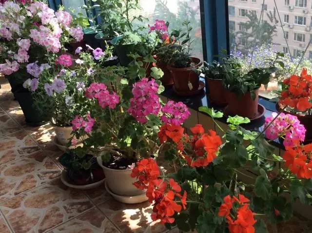 阳台角落里的春天：那些悄悄改变生活的花草们