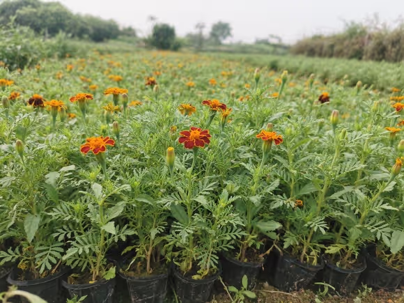 江苏草花苗木价格