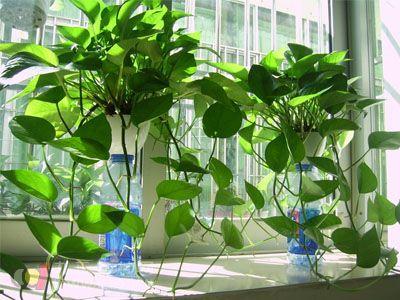 被绿萝 “反套路” 的那些年:这植物比我还懂生活