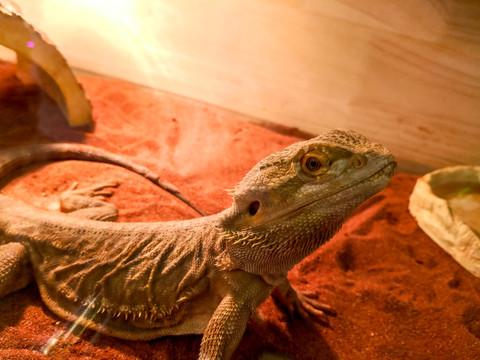 鳞甲与绒毛之外：爬宠世界的隐秘诗意