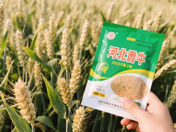 河北小麦种子大全