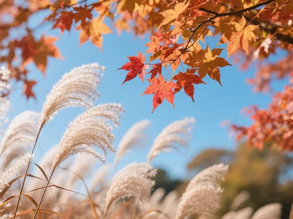枫叶荻花什么意思