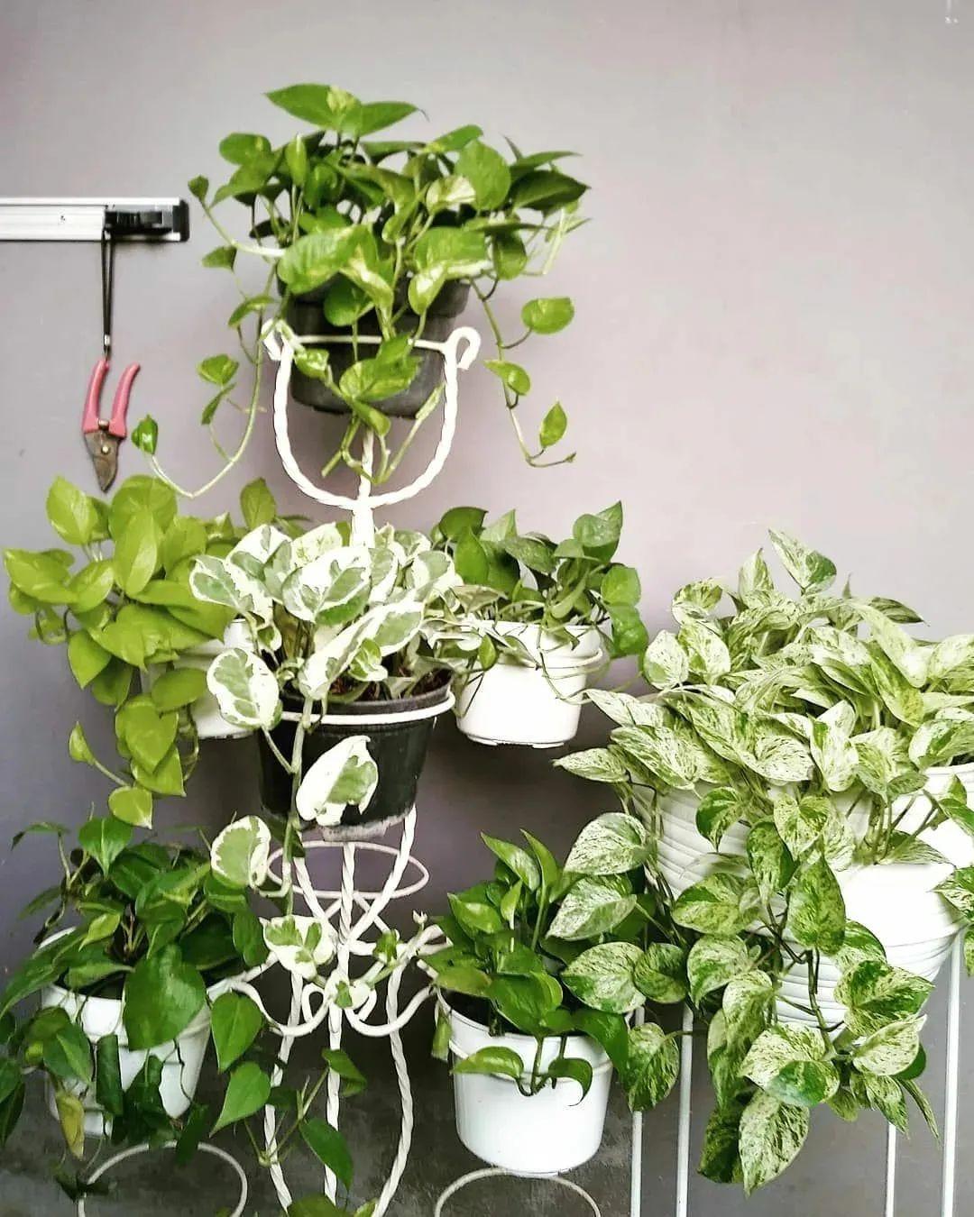 一、新手适合从哪些易养活的植物开始尝试园艺？