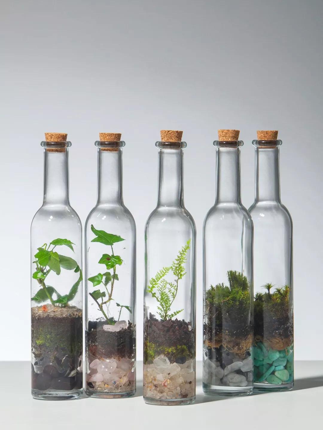 玻璃瓶里的绿意：水培植物的治愈日常