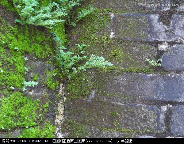 苔痕与年轮：植物编织的时光锦缎