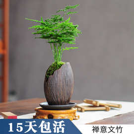 窗台上的绿意，是时光写给生活的诗