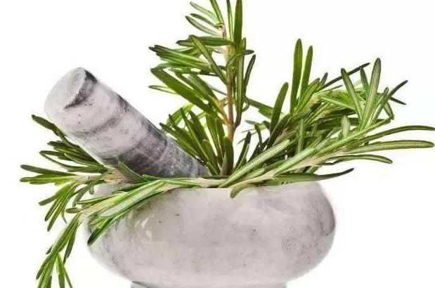 植物香料：藏在枝叶间的味觉魔法