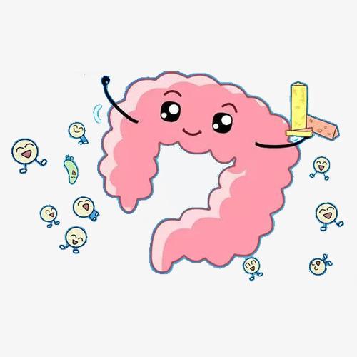 肠道里的秘密：原来它才是身体的 “隐形指挥官”