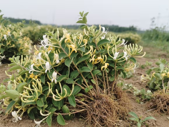 种植金银花苗基地