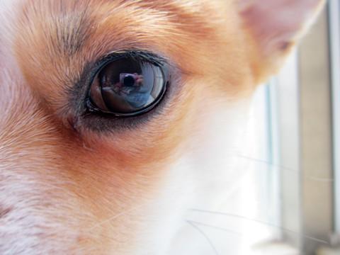 宠物眼眸里的人间烟火