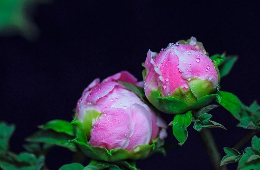 一花一世界：那些绽放在时光里的生命絮语