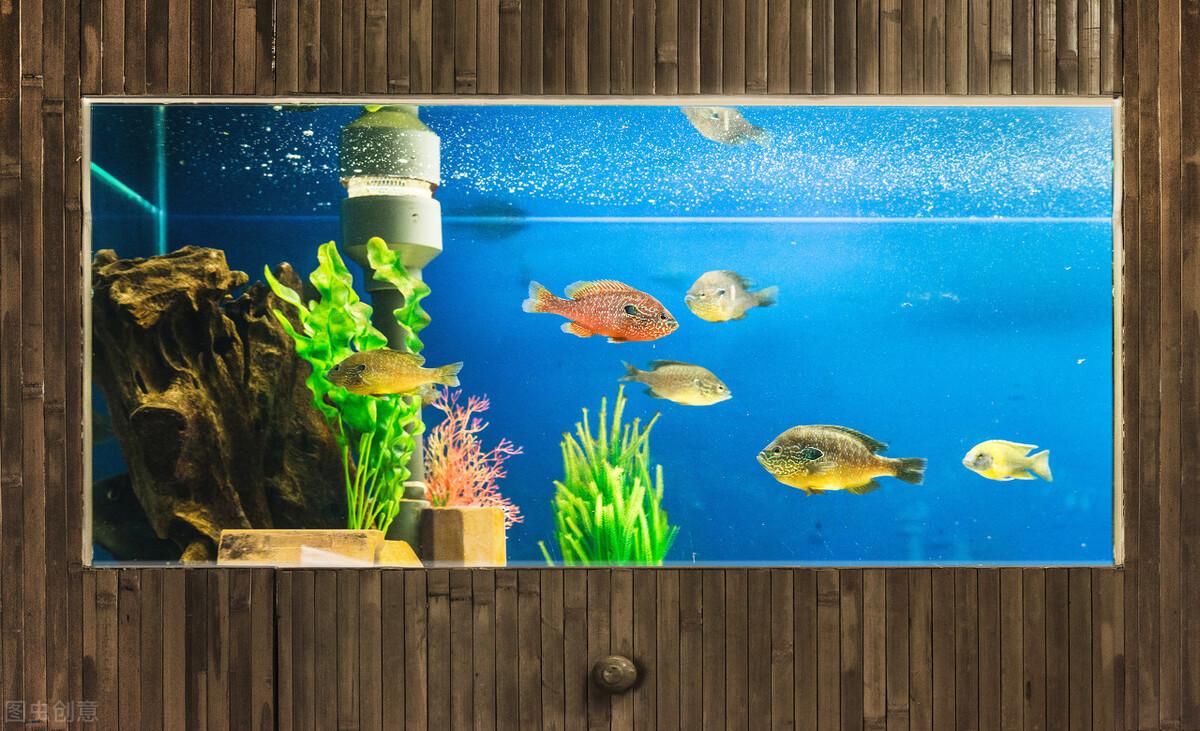 水族科普小知识：常见问题解答