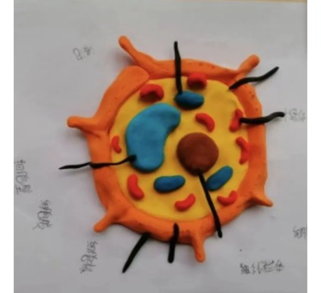 指尖上的微观世界：模型制作的艺术与匠心