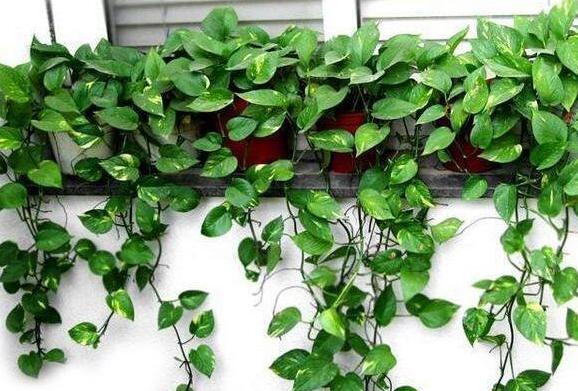 阳台的绿萝与养老院的紫藤