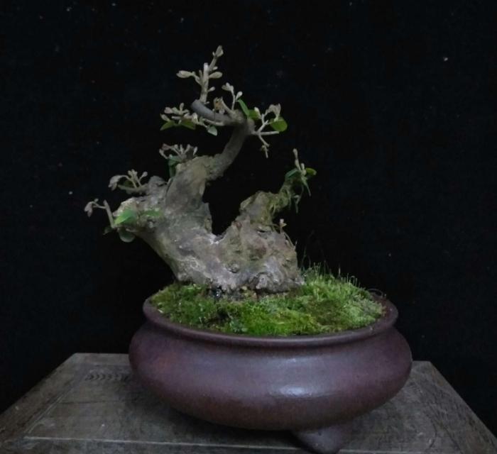 盆栽里的生长哲学：在方寸间读懂时光的刻度