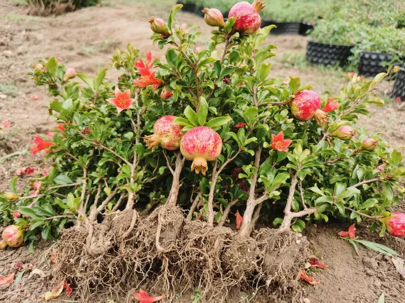 石榴花苗怎么栽培