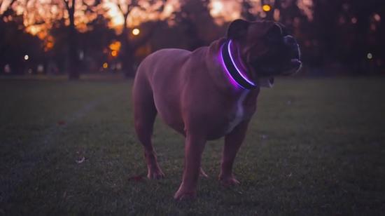 宠物智能项圈：给毛孩子的隐形守护