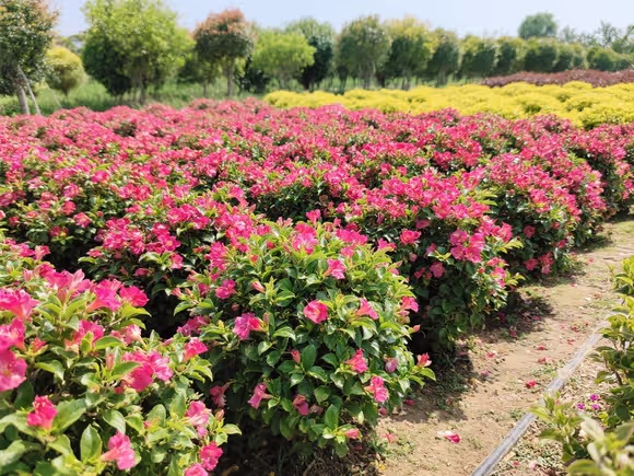 山东绿化花卉价格