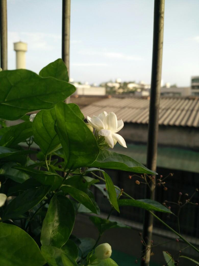 窗台上的茉莉与未寄的信