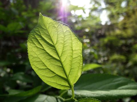 一片叶子里的光阴流转